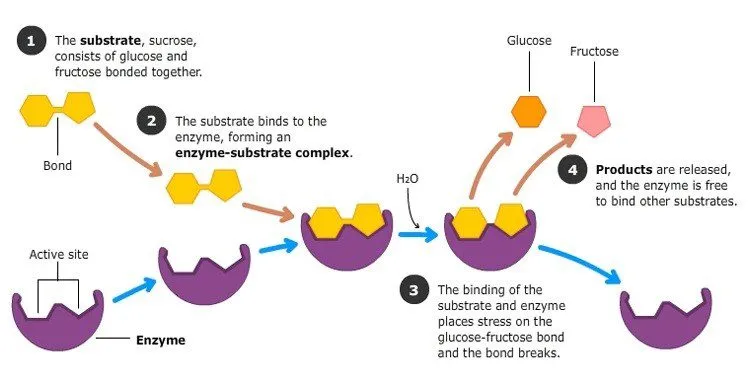 Digestive enzyme example