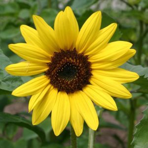 Phosphatidyl serine comes from Sunflower Lecithin