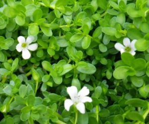 Bacopa monnieri in Mindlab pro