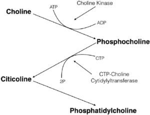 Citicoline Pathway