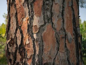 Pine bark extract in mindlab pro