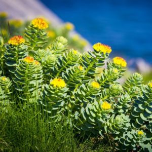 Rhodiola rosea is found in Mindlab pro