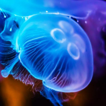 apoaequorin jelly fish