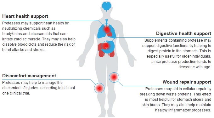 Protease benefits