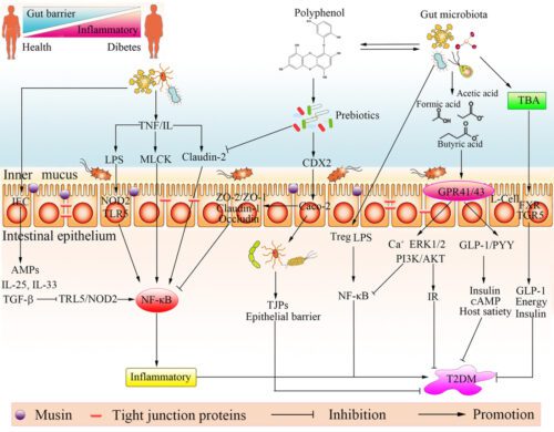 Polyphenol action pathways